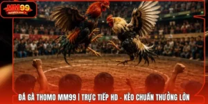 Đá Gà Thomo MM99 | Trực Tiếp HD - Kèo Chuẩn Thưởng Lớn