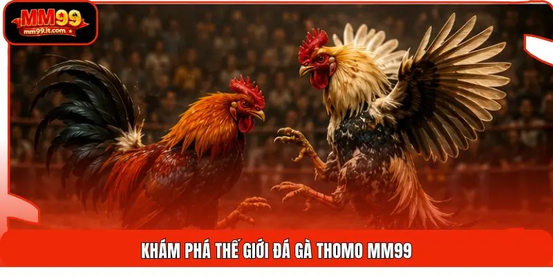Khám phá thế giới đá gà Thomo MM99