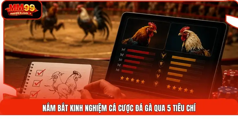Kinh Nghiệm Cá Cược Đá Gà | Tăng Tỷ Lệ Thắng 68% Hiệu Quả 1 Nắm bắt kinh nghiệm cá cược đá gà qua 5 tiêu chí